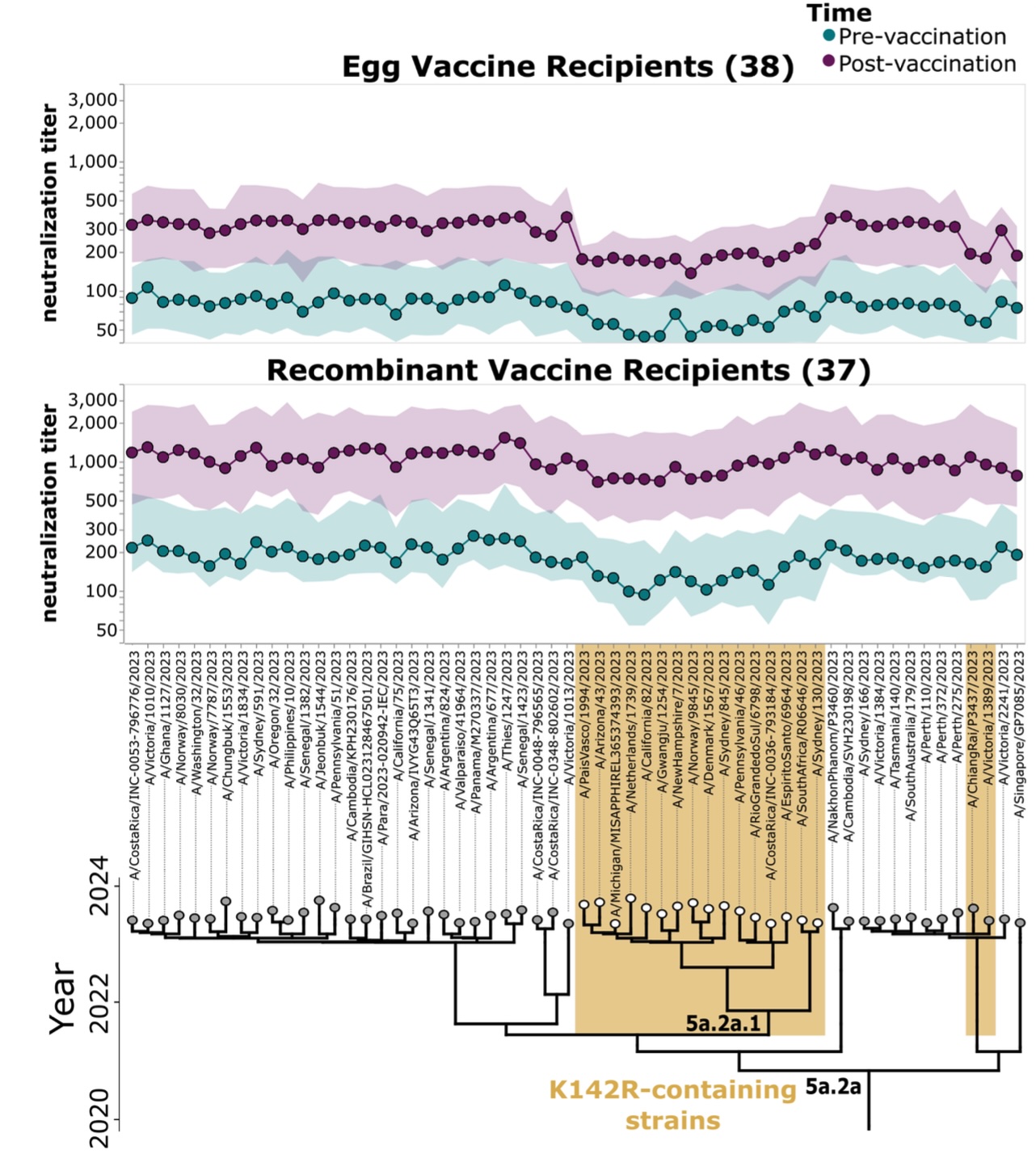 Image for Strain-specific differences in the response to egg-derived versus recombinant protein influenza vaccines